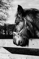 Paard