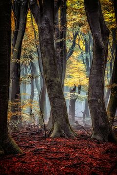 Lanterne de forêt sur Lars van de Goor