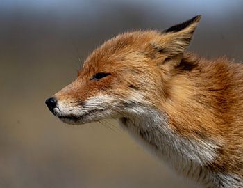 Fuchs mit Kopf im Wind