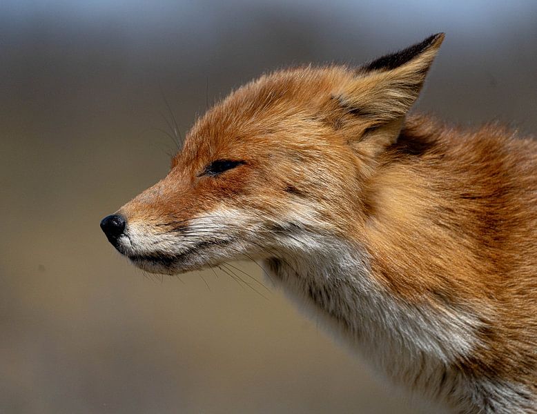 Fox with head in the wind by Titi-Kiekt