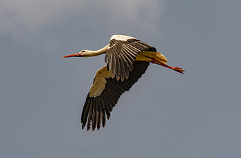 Une cigogne en plein vol