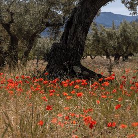 poppy's in Spain by Frank Lavooij