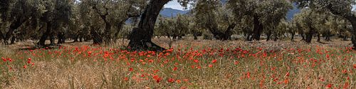 poppy's in Spain