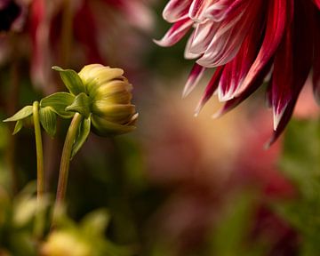 Dahlia 'Akita' van Tessa Poll