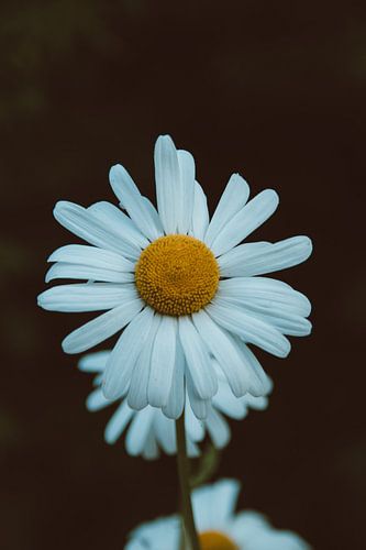 Das weiße Gänseblümchen