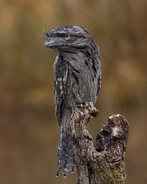 Chouette engoulevent à l'affût sur HB Photography