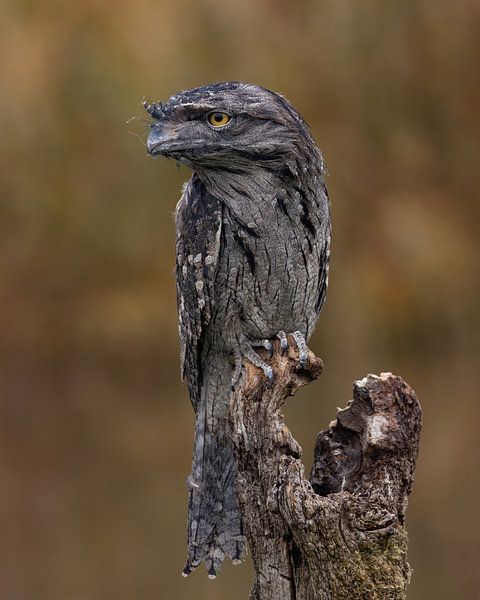 Owl nightjar on the lookout by HB Photography
