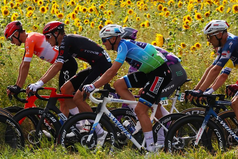 Zwischen den Sonnenblumen Tim Merlier Renewitour von FreddyFinn
