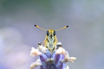 Terugkijken door de vlinderogen van A. Bles