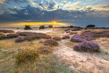 Sunset over heathland National Park de Hoge Veluwe, Netherlands by Rudmer Zwerver