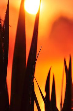 Grass in the rising sun