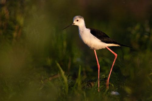 Stonechat in the morning light