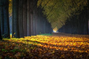 Herrenhäuser Alle im Sommer von Leinemeister