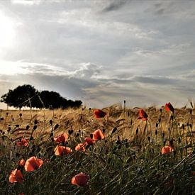 Coquelicots sous un ciel bleu sur Maarten Honinx