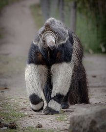 Giant anteater by Jery Wormmeester
