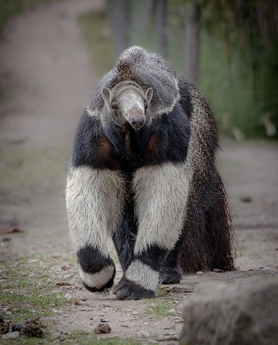 Giant anteater by Jery Wormmeester