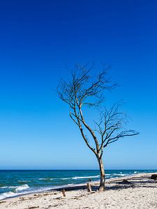 A single tree with blue sky on the Baltic Sea coast sur Rico Ködder