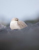 Drieteenstrandloper