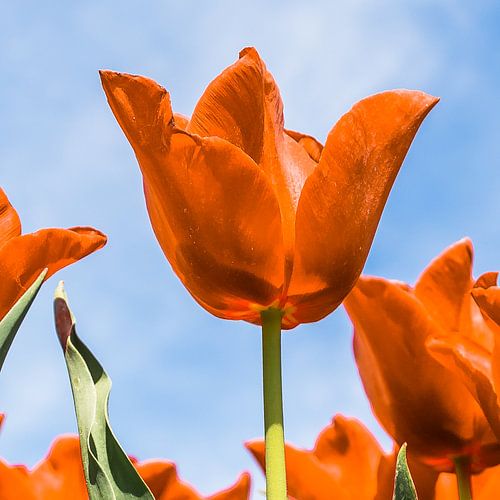Oranje boven (Fijne Koningsdag)