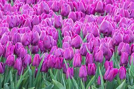 Tulpen auf den Tulpenfeldern in Flevoland von Merijn Loch
