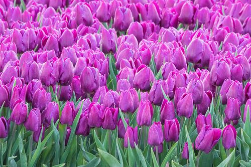Des tulipes dans les champs de tulipes du Flevoland