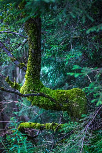 Tree in forest by Arkadiusz Kurnicki