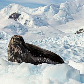 Seal on the ice by Roland Brack