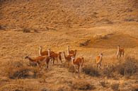 Guanaco Patagonia by G. van Dijk thumbnail
