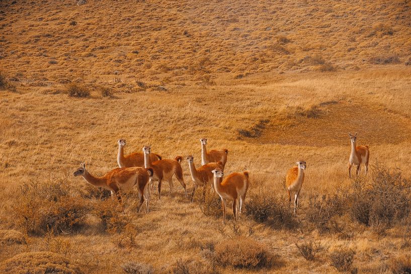 Guanaco Patagonia by G. van Dijk
