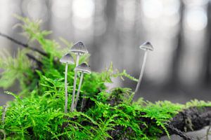 Paddenstoelen in groen en grijs sur Dennis van de Water