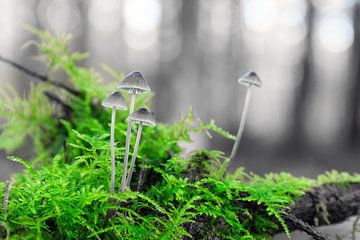 Paddenstoelen in groen en grijs von Dennis van de Water