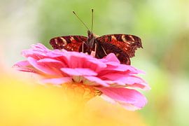 Peacock by Johanna Oud