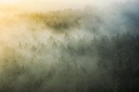 mystiek Pfalzisch Woud