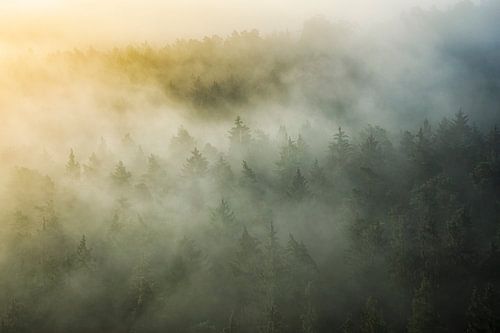 mystical Palatine Forest