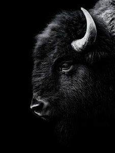 Bison – Kraftvolles Seitenprofil in Schwarzweiß