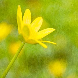 Scharbockskraut 3a malerisch von Jaap Tanis