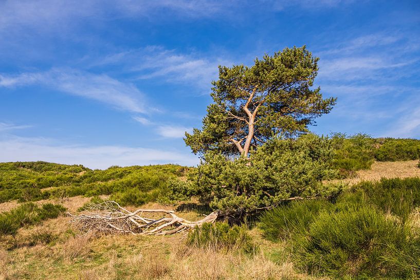 Landschaft mit Windflüchter am Dornbusch auf der Insel Hiddense von Rico Ködder