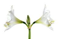 Dubbele witte amaryllis bloei (Hippeastrum), symmetrische close-up van de twee bloemen en meeldraden van Maren Winter thumbnail