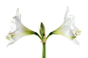 Double floraison blanche d'amaryllis (Hippeastrum), gros plan symétrique des deux fleurs et des étam sur Maren Winter