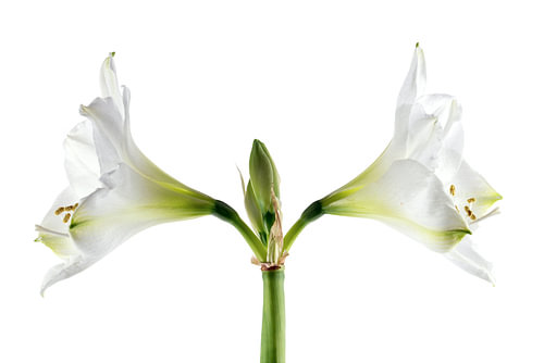 Doppelte weiße Amaryllisblüte (Hippeastrum), symmetrische Nahaufnahme der beiden Blüten und Staubgef