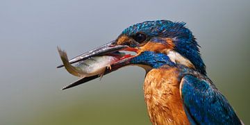 IJsvogel - Portret met een net gevangen baarsje