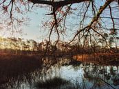 Ein kleiner Teich in der Morgensonne. von mkk_pictures Miniaturansicht