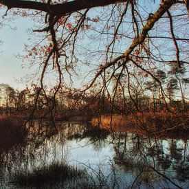 Ein kleiner Teich in der Morgensonne. von mkk_pictures