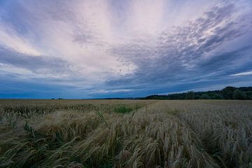 Allemagne - Ciel coloré et dramatique et vastes champs d'orge à l'horizon sur adventure-photos