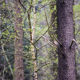 Dennebomen en een vink van Lein Kaland