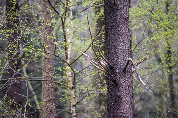 Tannenbäume und ein Fink von Lein Kaland
