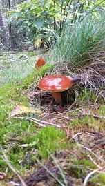 Paddestoel von Anton Hopmans