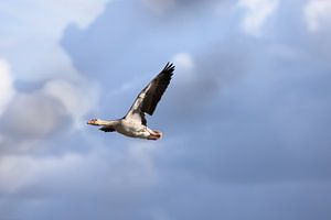 Flying goose by Hans van Oort