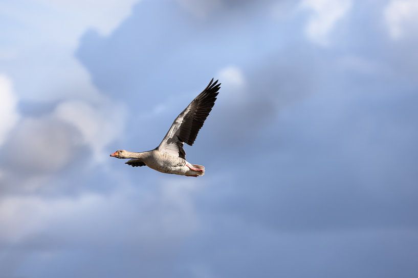 Freiflug - Gans unter freiem Himmel von Hans van Oort