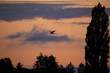 Landscape at sunset - with a gray heron in the sky by Premek Hajek
